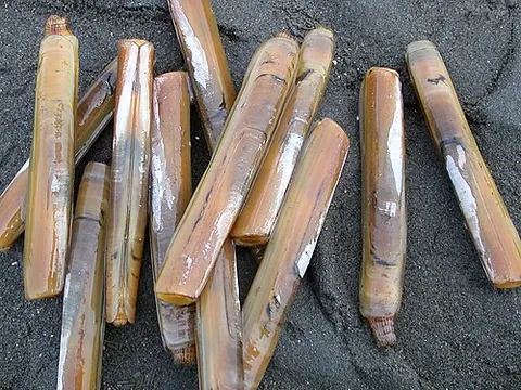 razor clam: a clam of several species in superfamily Solenoidea, with long curved shells resembling straight...