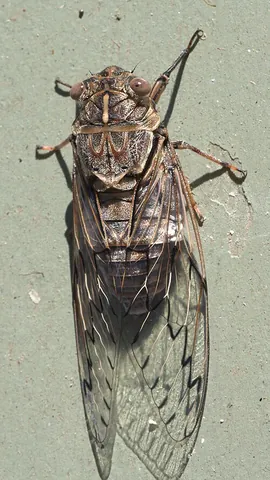 razor grinder: a large brown cicada, Henicopsaltria eydouxii, of eastern Australia