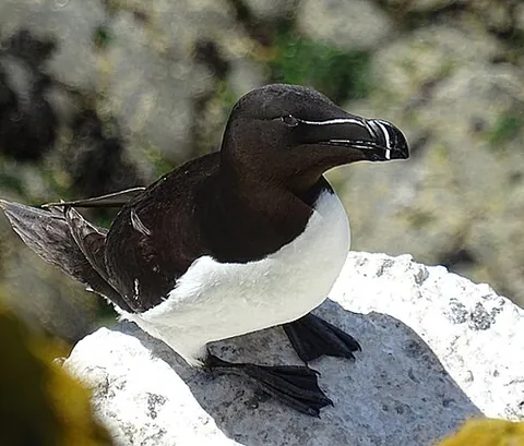 razorbill: a large black and white auk of species Alca torda, native to the north Atlantic