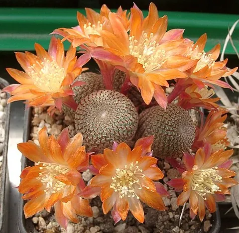 rebutia: any plant of the cactus genus Rebutia, the crown cactus