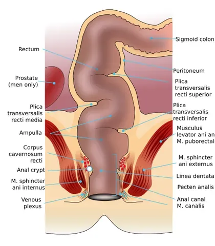 rectum: the terminal part of the large intestine through which feces pass after exiting the colon, but...