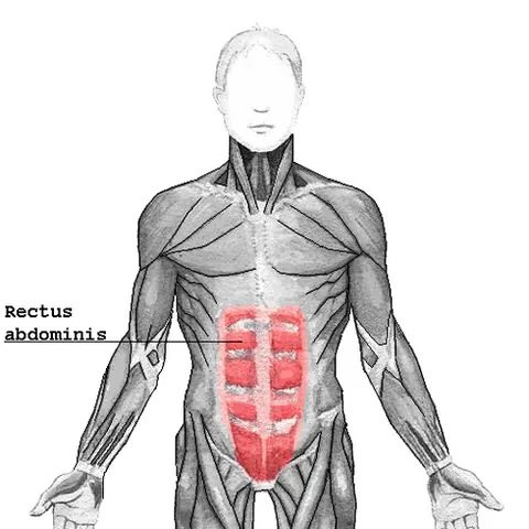 rectus abdominis muscle: a pair of segmented skeletal muscle on the ventral aspect of a person's abdomen