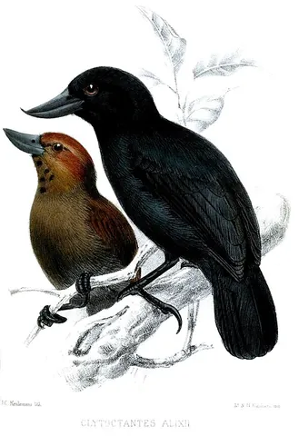 recurve-billed bushbird: clytoctantes alixii, a species of antbirds