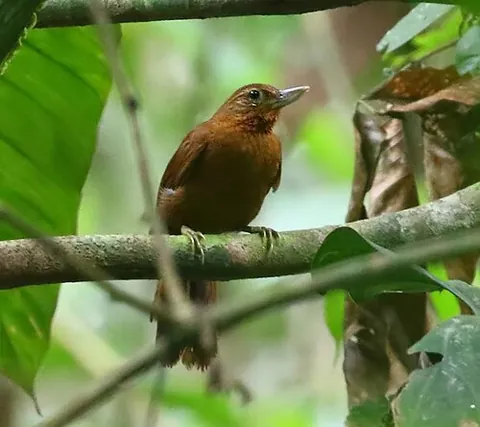 recurvebill: a bird of the genus Syndactyla, native to Bolivia, Brazil and Peru