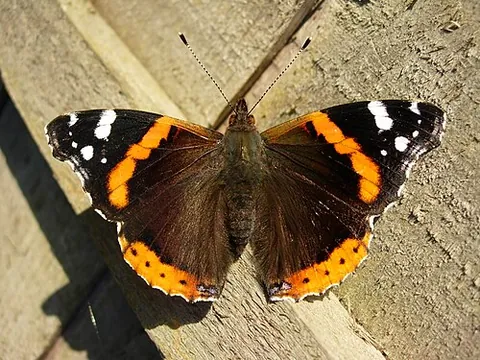 red admiral: any member of the species Vanessa atalanta of bright red and black butterfly in the family...