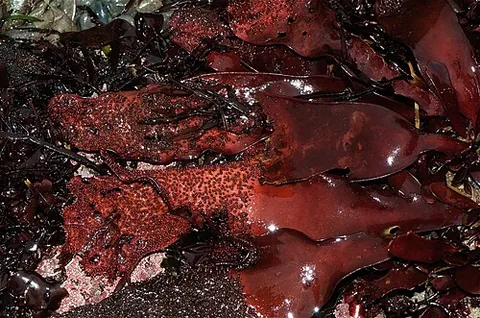red alga: any algae of the phyla Rhodophyta, principally, and Glaucophyta, mostly reddish in color