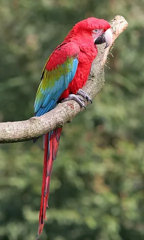 red-and-green macaw: ara chloropterus, a large red macaw