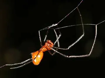red and silver dewdrop: argyrodes flavescens, an Asian species of kleptoparasitic cobweb spiders