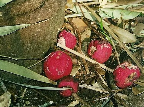 red apple: syzygium ingens, an Australian tree