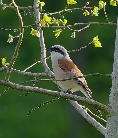 red-backed shrike: a medium-sized bird (Lanius collurio) of the shrike family that breeds in most of Europe and...