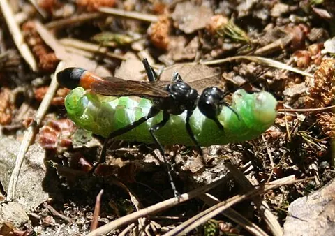 red-banded sand wasp: ammophila sabulosa, found in northern Europe, is a species of wasp within the subfamily...