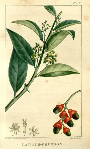 red bay: a small tree, Persea borbonia, in the Lauraceae family, with red fruit and wood, used for...