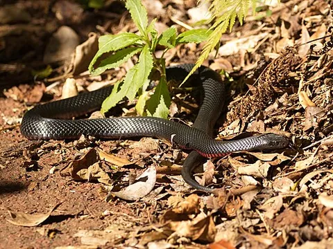 red-bellied black snake: a snake, Pseudechis porphyriacus, of eastern Australia