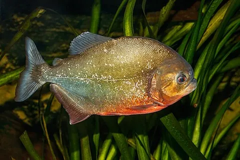 red-bellied piranha: any of species Pygocentrus nattereri, of piranhas native to South America