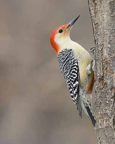 red-bellied woodpecker: any of the species Melanerpes carolinus of woodpeckers with a rosy-red belly and also a ruby-red...