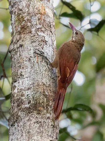 red-billed woodcreeper: hylexetastes perrotii, a species of woodcreeper bird found in regions of Africa and South America