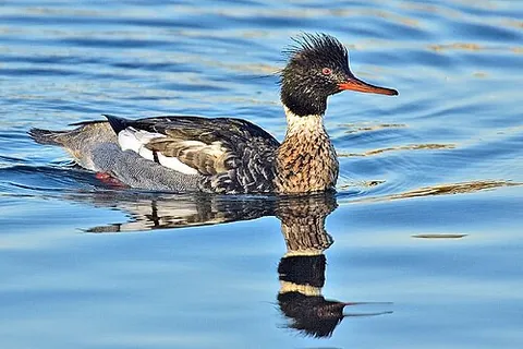 red-breasted merganser: a species of diving duck, Mergus serrator