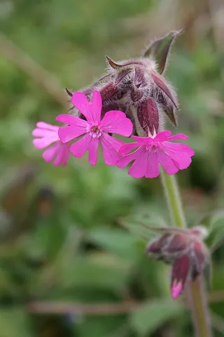red campion: a biennial or perennial plant native to northern and central Europe, of species Silene dioica, with...