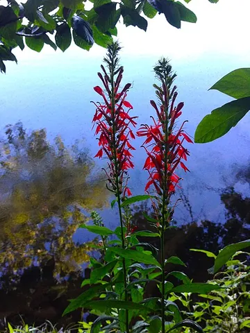 red cardinal flower: synonym of cardinal flower
