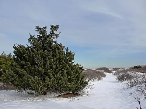 red cedar: a juniper of species (Juniperus virginiana) native to North America and highly prized for its...