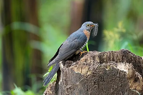 red-chested cuckoo: a cuckoo of species Cuculus solitarius