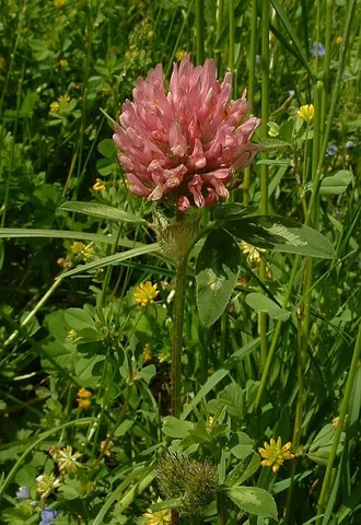 red clover: a clover (Trifolium pratense), with red flowers, found in Europe, Asia and North America