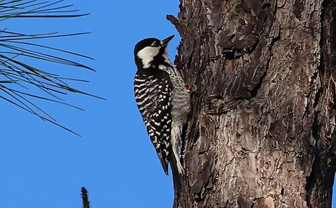 red-cockaded woodpecker: leuconotopicus borealis, a woodpecker of southeastern North America