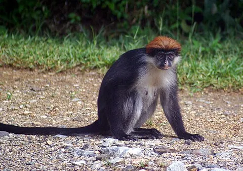 red colobus: any Old World monkey of the genus Piliocolobus
