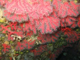 red coral: any member of the species Corallium rubrum of coral, of the Mediterranean Sea, commonly used as an...