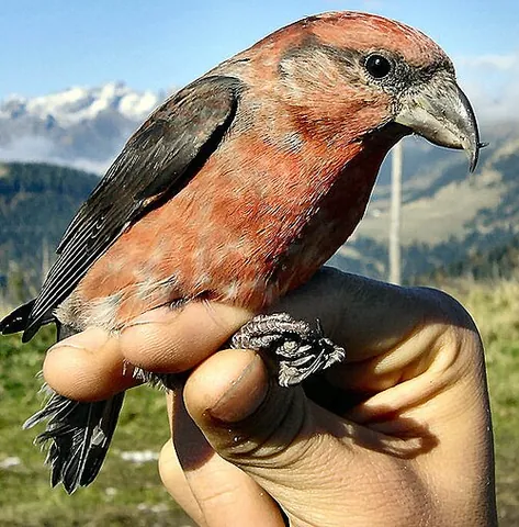 red crossbill: loxia curvirostra, a small passerine bird in the finch family, widely distributed in the Northern...
