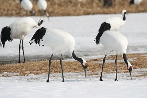 red-crowned crane: grus japonensis, a bird of the crane (Gruidae) family, native to East Asia