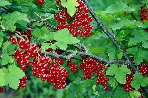 red currant: a deciduous shrub, Ribes rubrum, native to western Europe; any of certain cultivars of the shrub