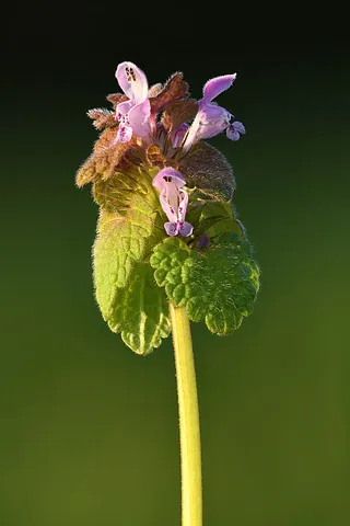 red dead-nettle: a plant of species Lamium purpureum