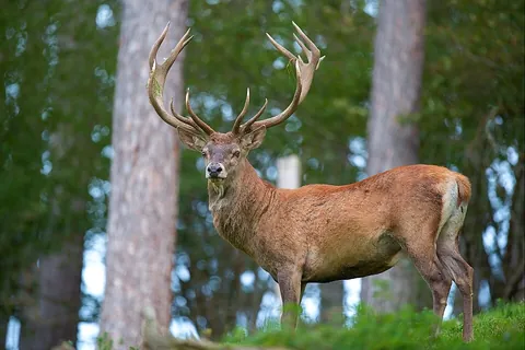 red deer: a species of large deer, Cervus elaphus, found in Europe and southwestern Asia