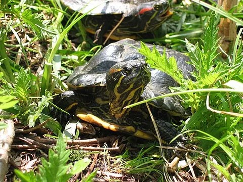 red-eared slider: a subspecies of pond slider, Trachemys scripta elegans, quite popular as a pet. Although native to...