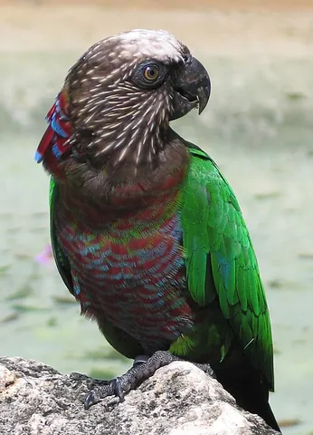 red-fan parrot: deroptyus accipitrinus, a New World parrot from the Amazon rainforest
