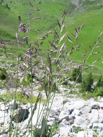 red fescue: a grass plant, Festuca rubra, with green, red, or blue-green flowers, found in Europe, Asia and...