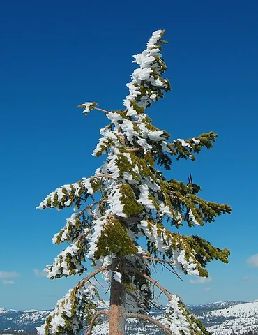 red fir: a fir tree of western North America (Abies magnifica)