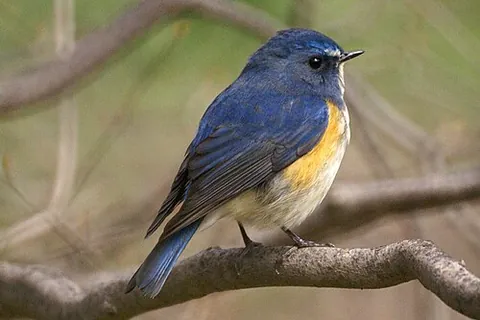 red-flanked bluetail: tarsiger cyanurus, an Old World flycatcher