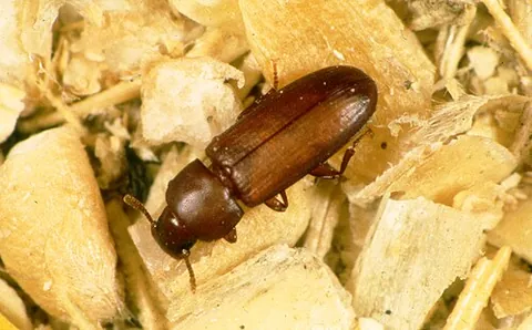 red flour beetle: a species of darkling beetle, Tribolium castaneum