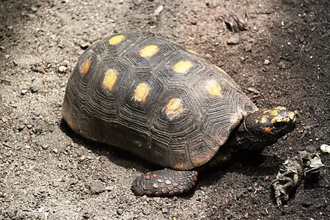 red-footed tortoise: chelonoidis carbonarius, a medium-sized tortoise native to northern South America and the Caribbean...
