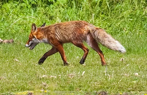 red fox: a common species of fox, Vulpes vulpes native to North America, Asia, Europe and North Africa;...