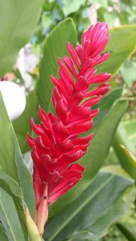 red ginger: a Malaysian plant related to ginger, if species Alpinia purpurata, grown for its showy red flower...