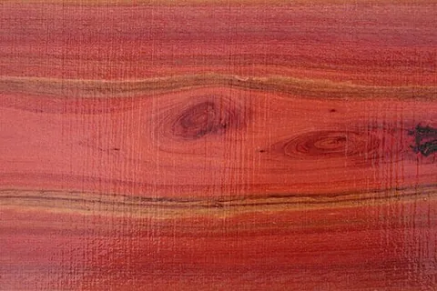 red gum: corymbia calophylla (marri), native to Western Australia, with red gum effusions