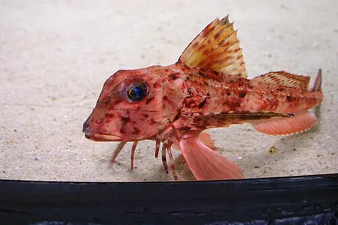 red gurnard: chelidonichthys cuculus, a ray-finned fish belonging to the family Triglidae