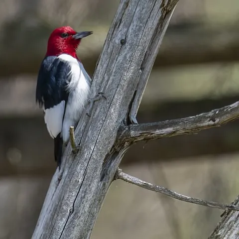 red-headed woodpecker: a species of woodpecker with a crimson-red head, Melanerpes erythrocephalus; an individual of this...