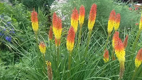 red-hot poker: many of the species of flowering plants of the genus Kniphofia, that produce an inflorescence in...