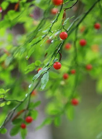 red huckleberry: a deciduous shrub native to west coast of North America growing to 8-foot tall (Vaccinium...