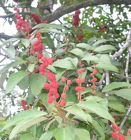 red kamala: a tree of species Mallotus philippensis