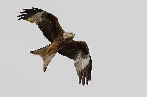 red kite: a predator bird of the kite (Accipitridae) family, Milvus milvus